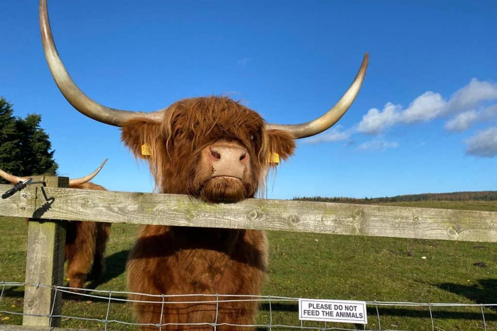 Willa Glampods Glamping Pod - Meet Highland Cows And Sheep Elgin Zewnętrze zdjęcie