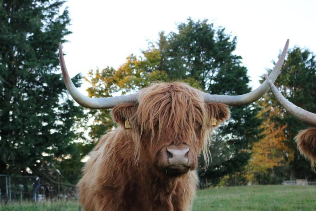 Willa Glampods Glamping Pod - Meet Highland Cows And Sheep Elgin Zewnętrze zdjęcie