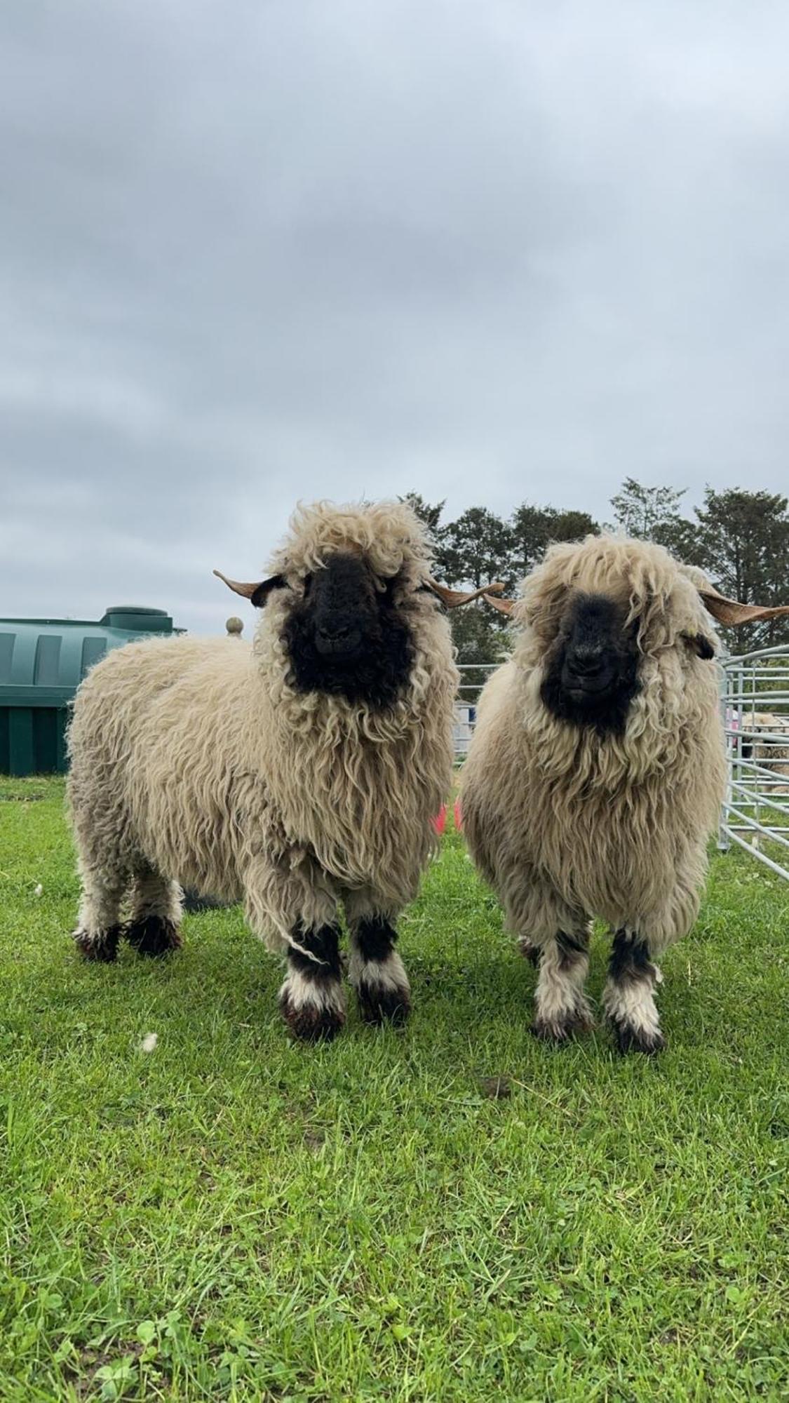 Willa Glampods Glamping Pod - Meet Highland Cows And Sheep Elgin Zewnętrze zdjęcie